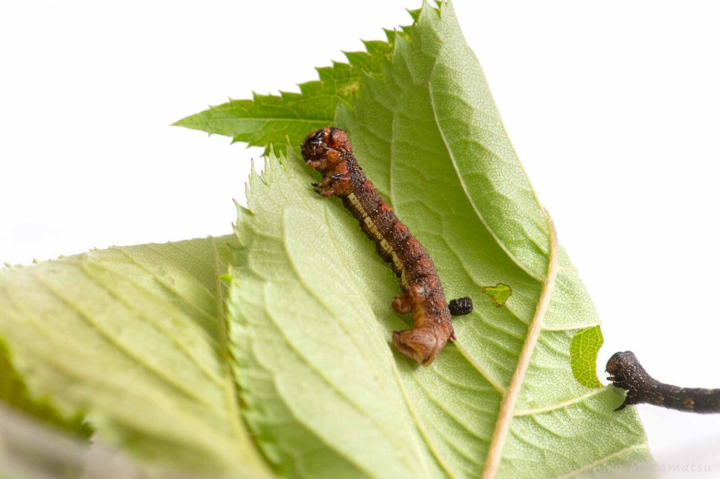 ハスオビエダシャクの写真