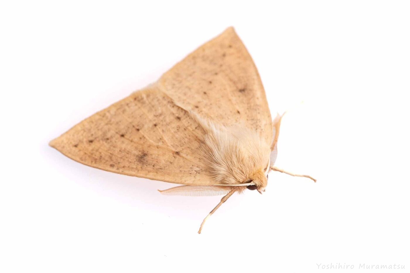 ハスオビエダシャクの写真