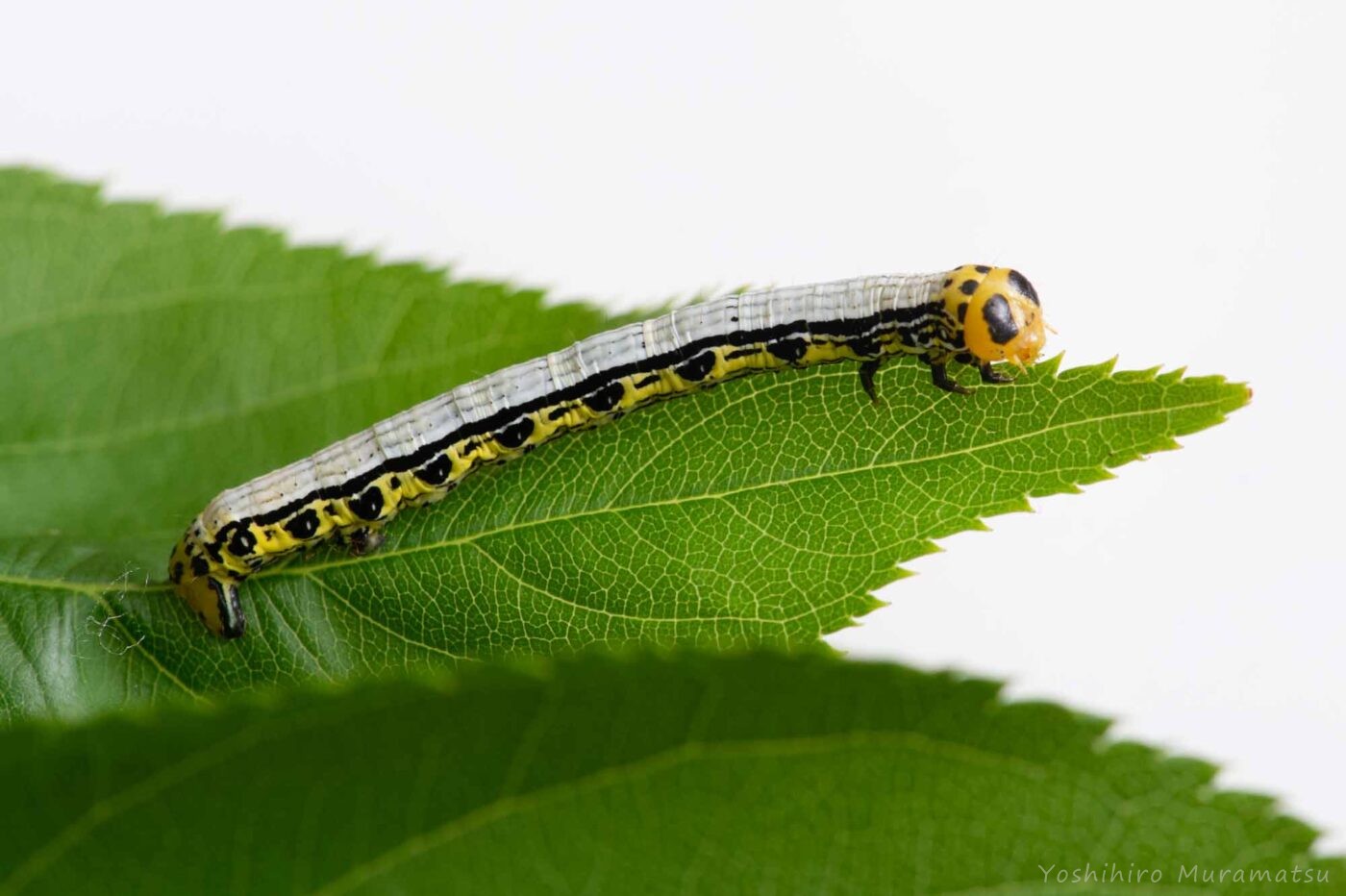 ヒロバトガリエダシャクの写真