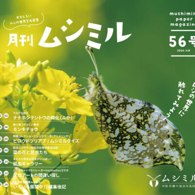 月刊ムシミル56号画像