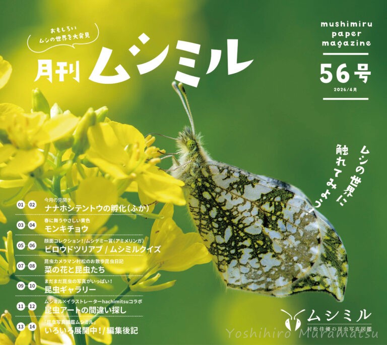 月刊ムシミル56号画像