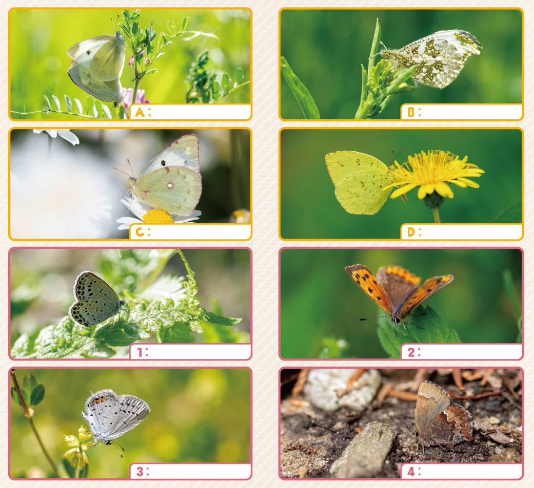 56号クイズ画像