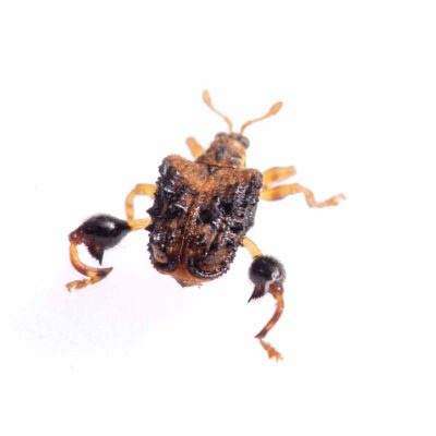 タカハシトゲゾウムシの写真