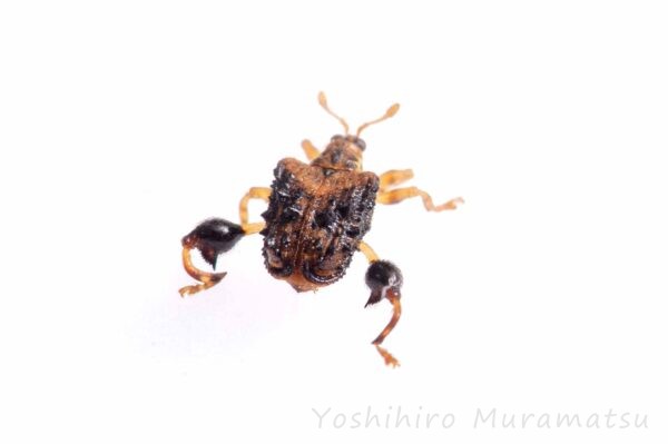 タカハシトゲゾウムシの写真