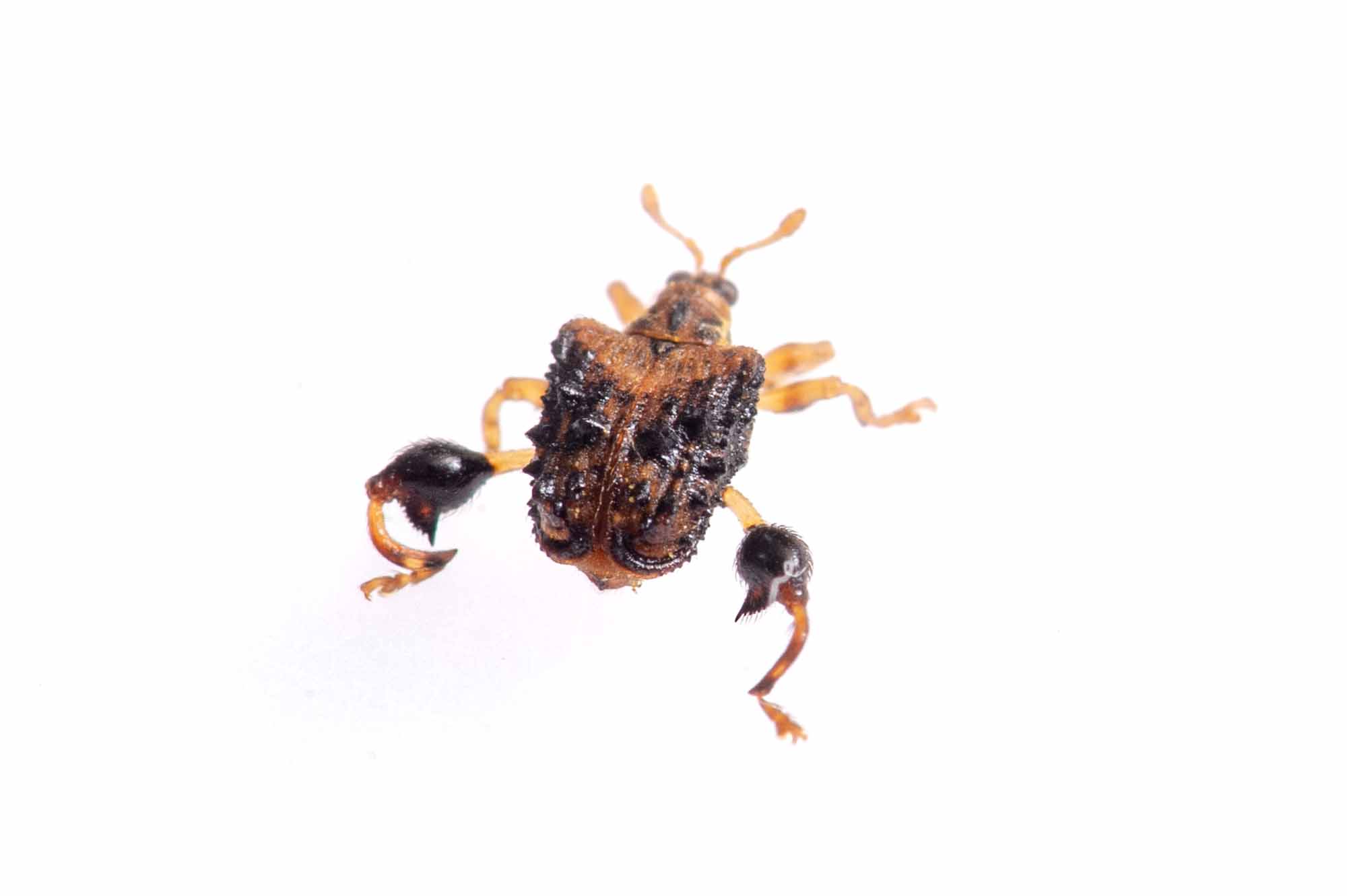 タカハシトゲゾウムシの写真