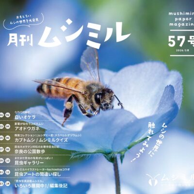 月刊ムシミル57号表紙画像