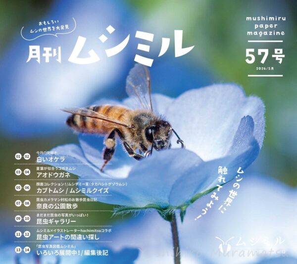 月刊ムシミル57号表紙画像