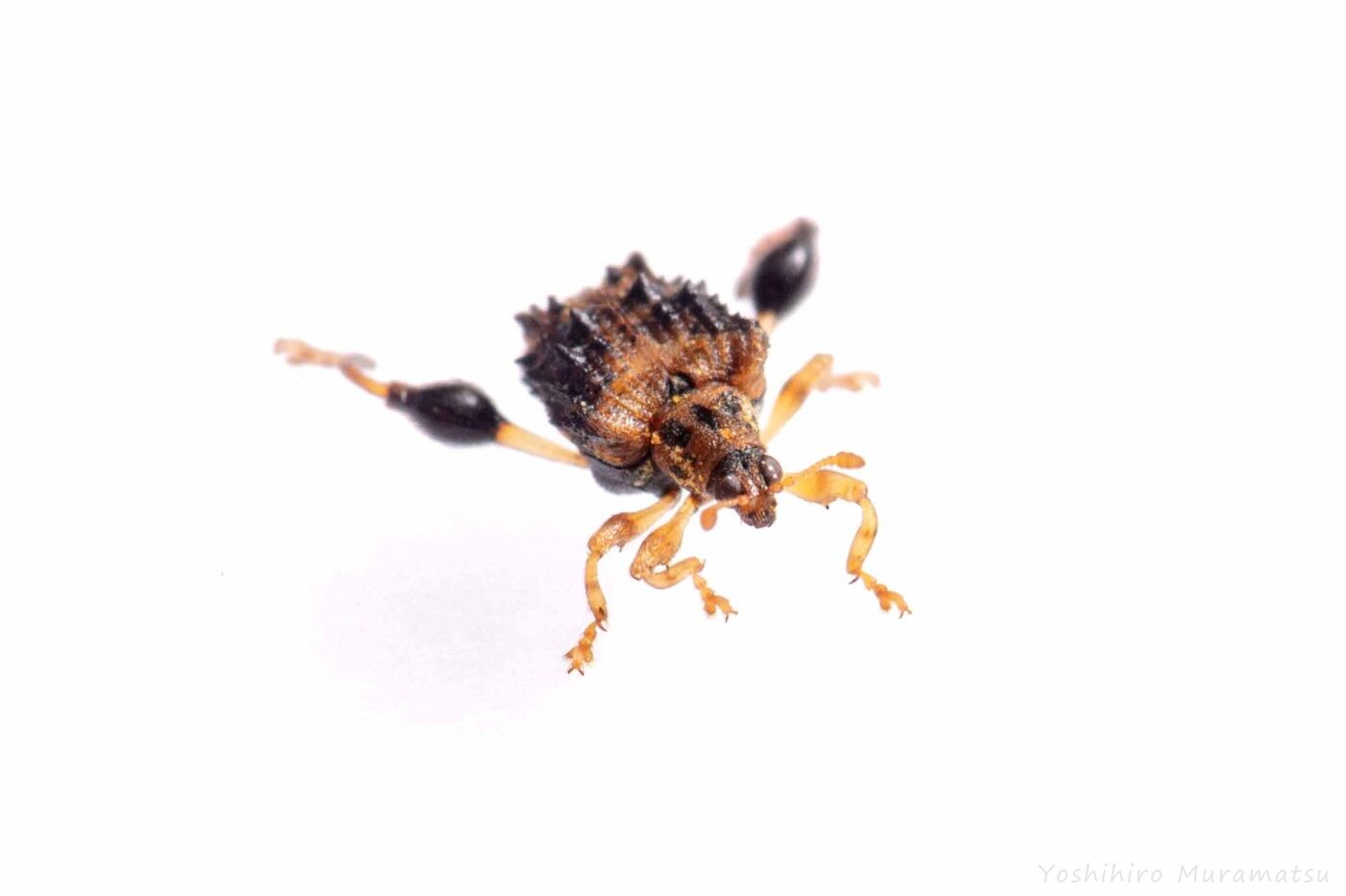 タカハシトゲゾウムシの写真