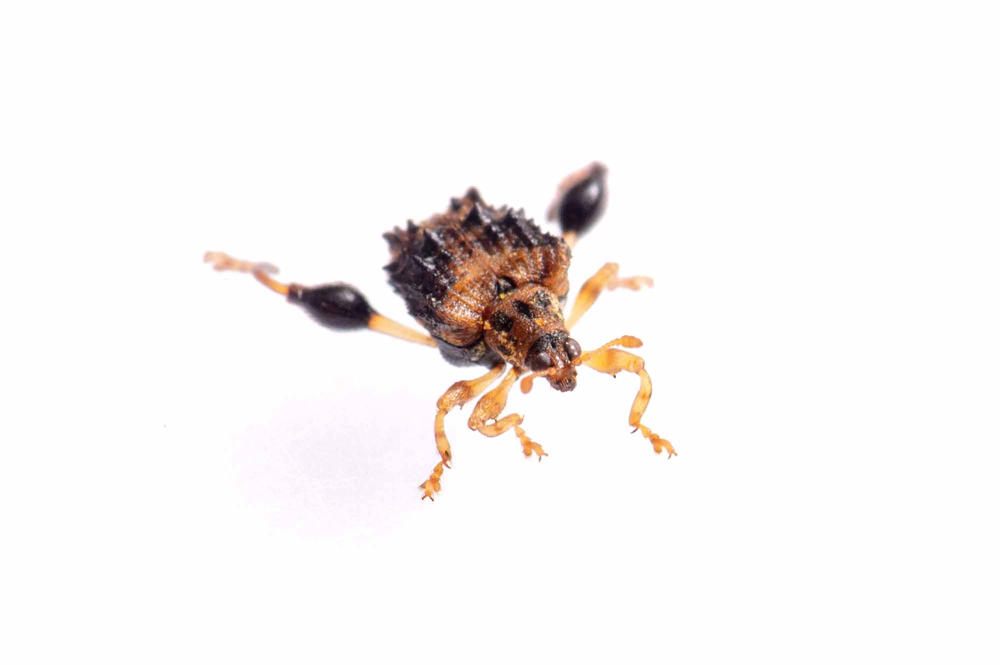 タカハシトゲゾウムシの写真