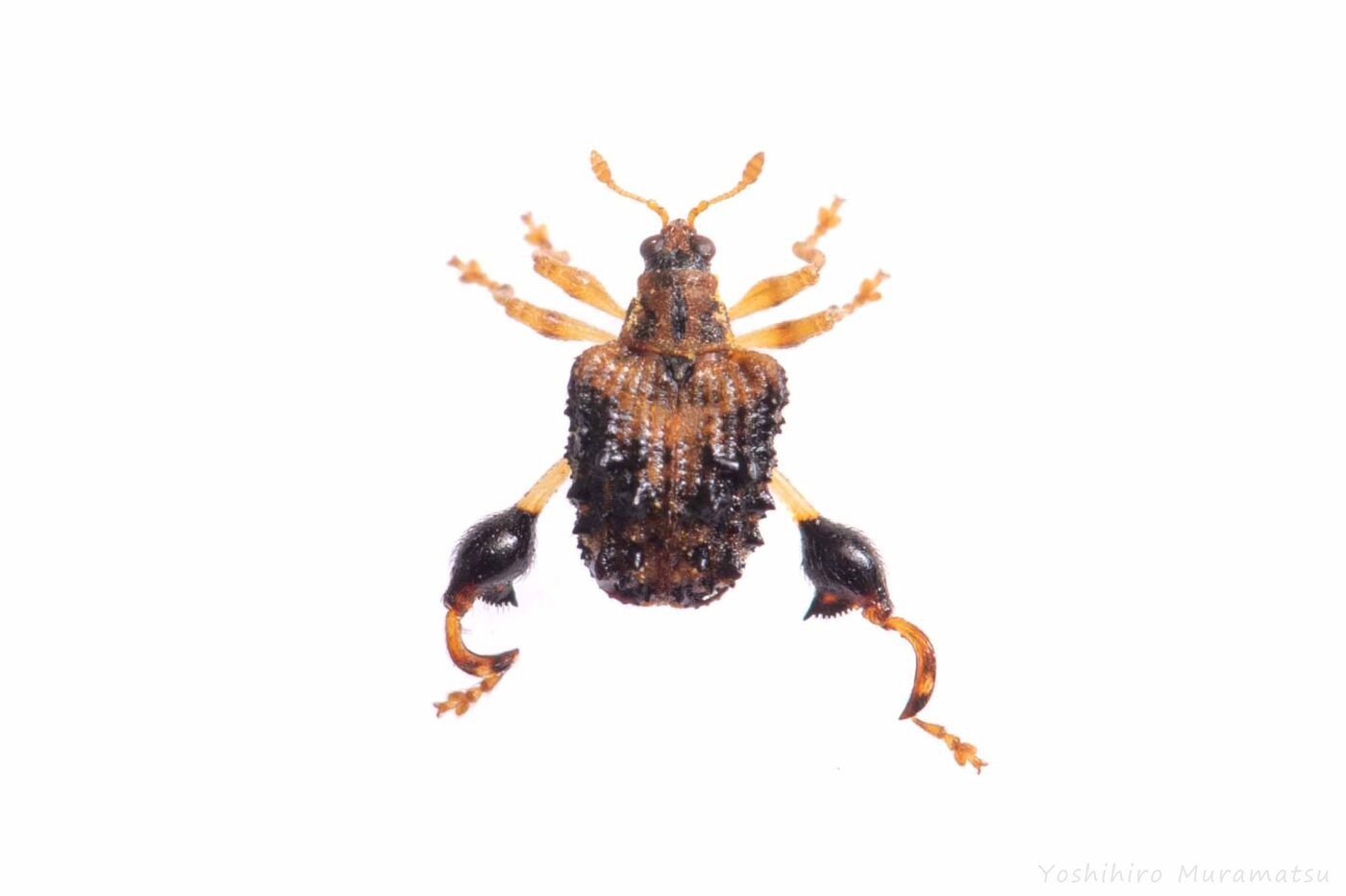 タカハシトゲゾウムシの写真