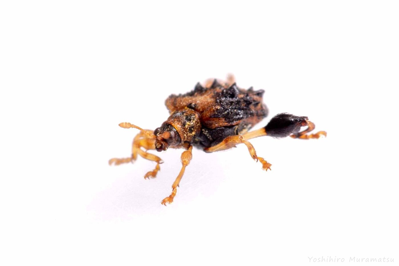 タカハシトゲゾウムシの写真