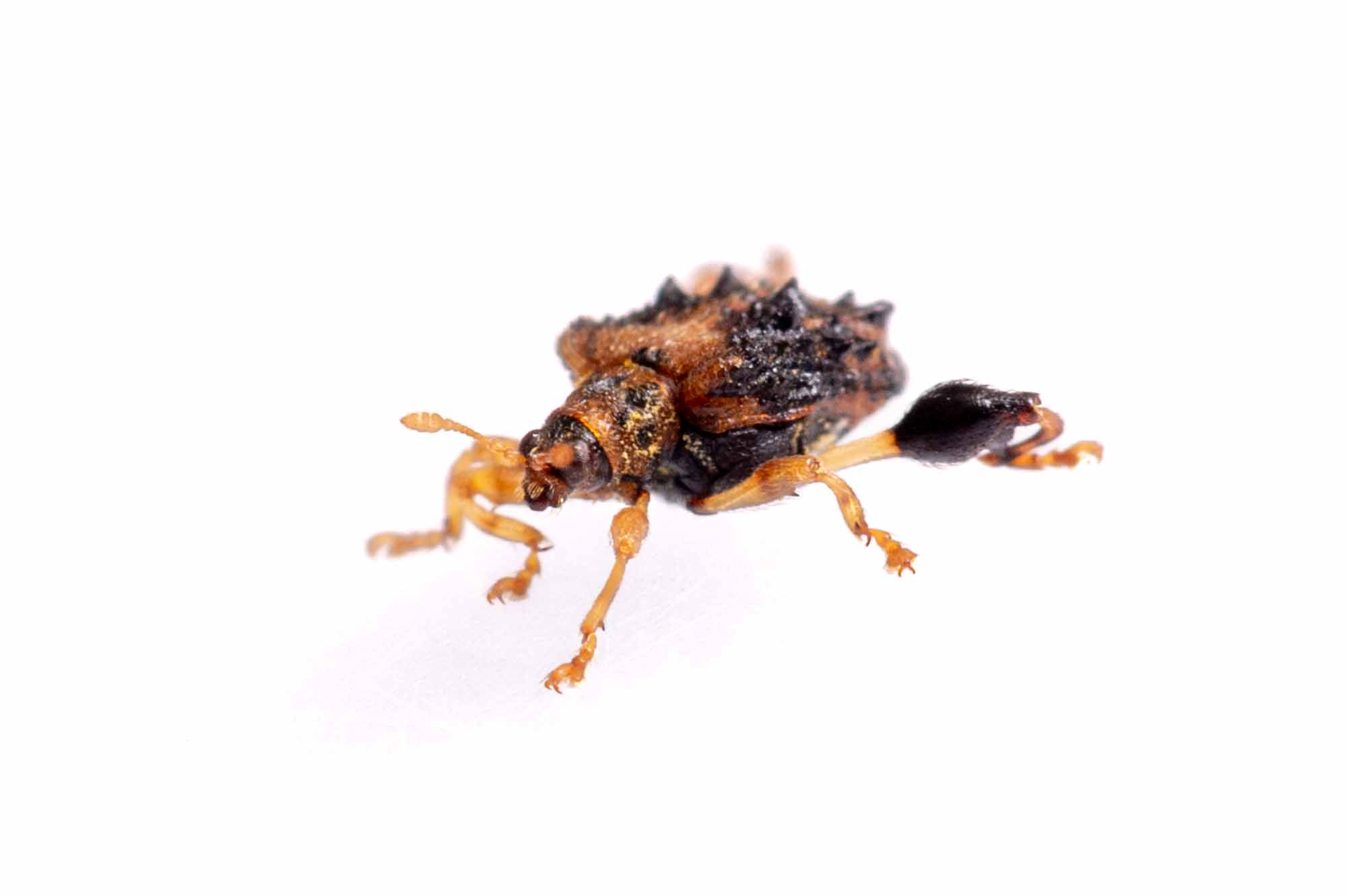 タカハシトゲゾウムシの写真