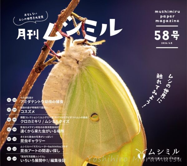月刊ムシミル58号表紙画像