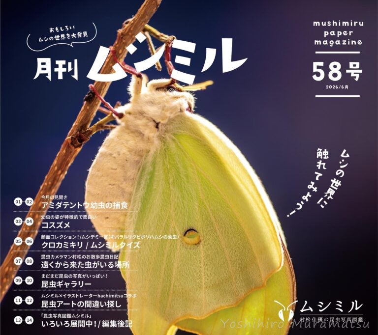 月刊ムシミル58号表紙画像