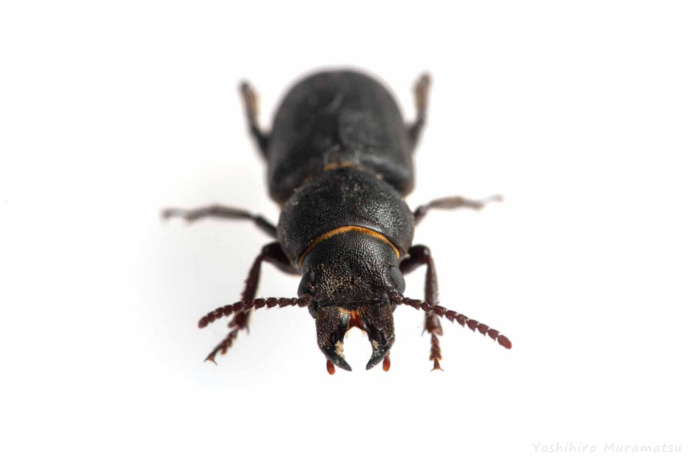 クロカミキリの写真