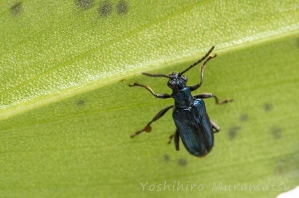 キバラルリクビボソハムシの写真