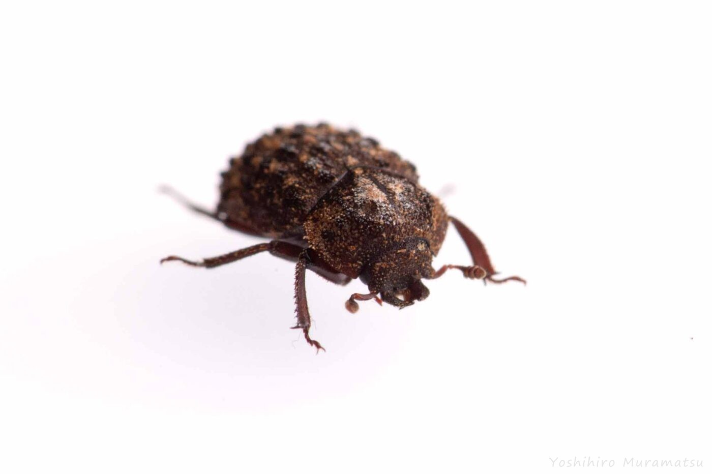 マダラクワガタの写真