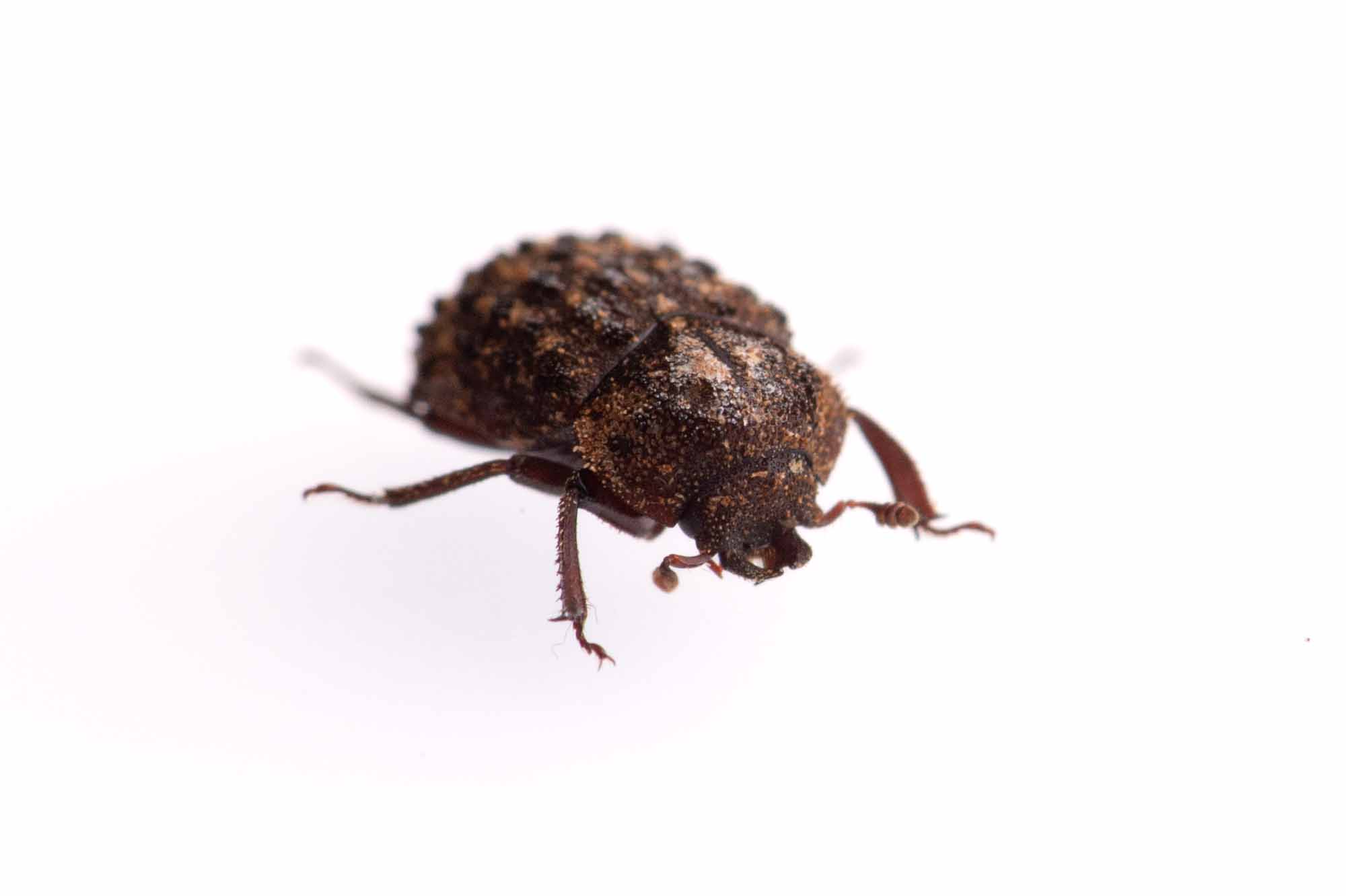 マダラクワガタの写真