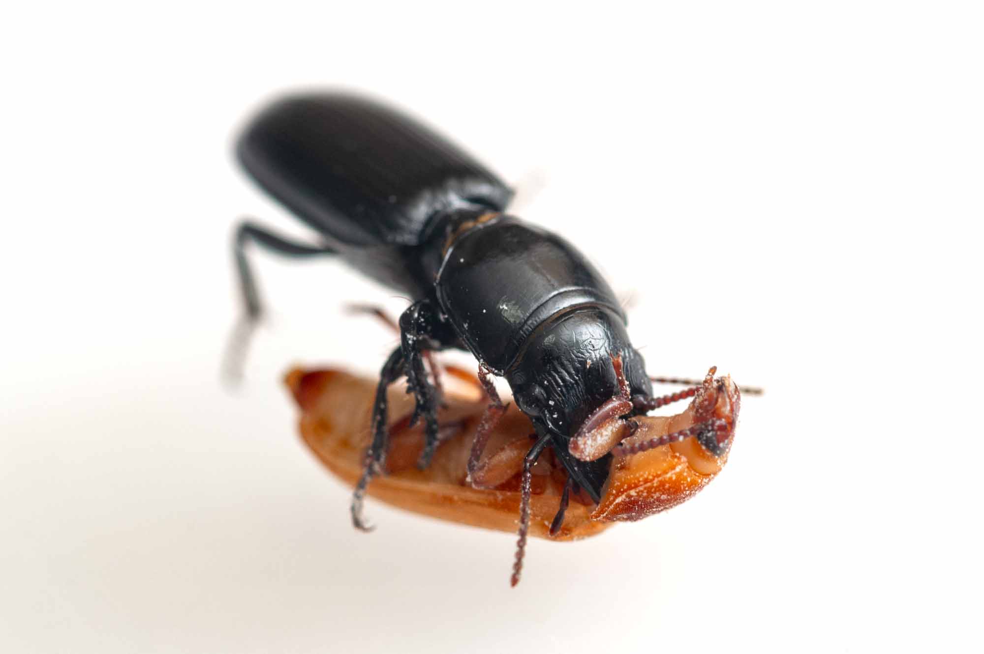 ナガヒョウタンゴミムシの写真