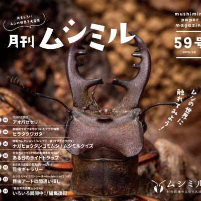 月刊ムシミル59号表紙画像