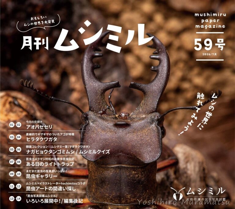 月刊ムシミル59号表紙画像