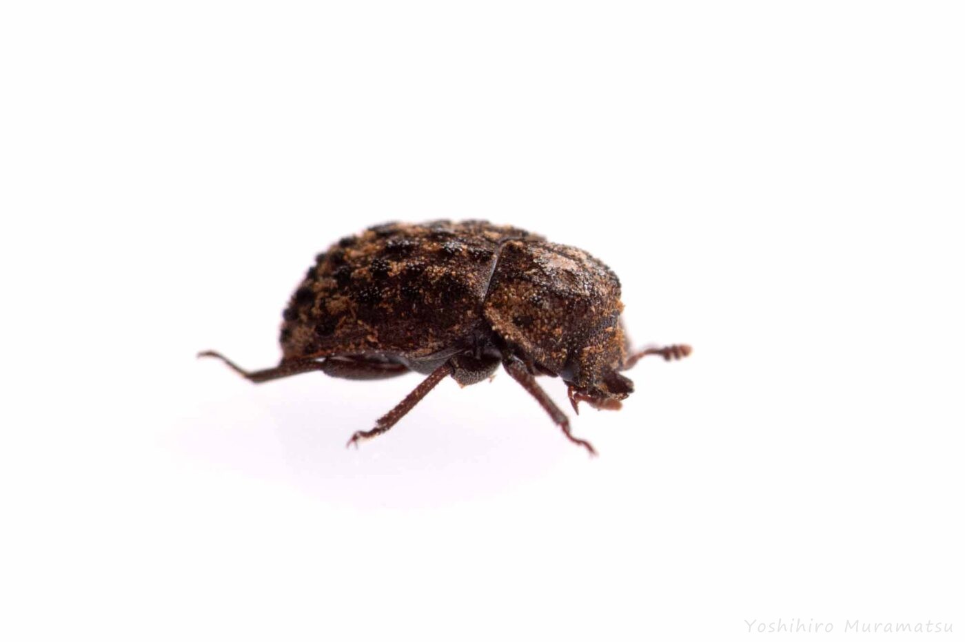 マダラクワガタの写真