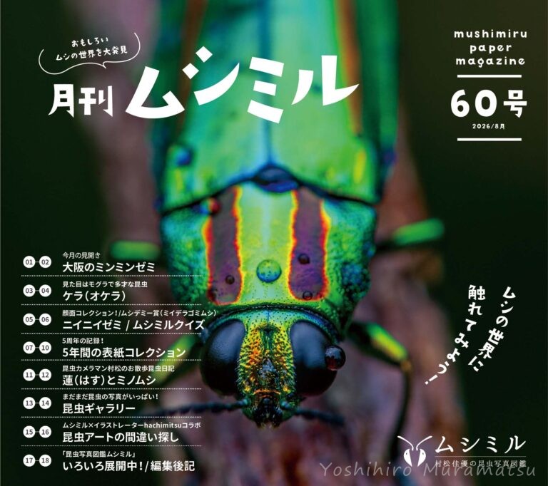 月刊ムシミル60号表紙画像