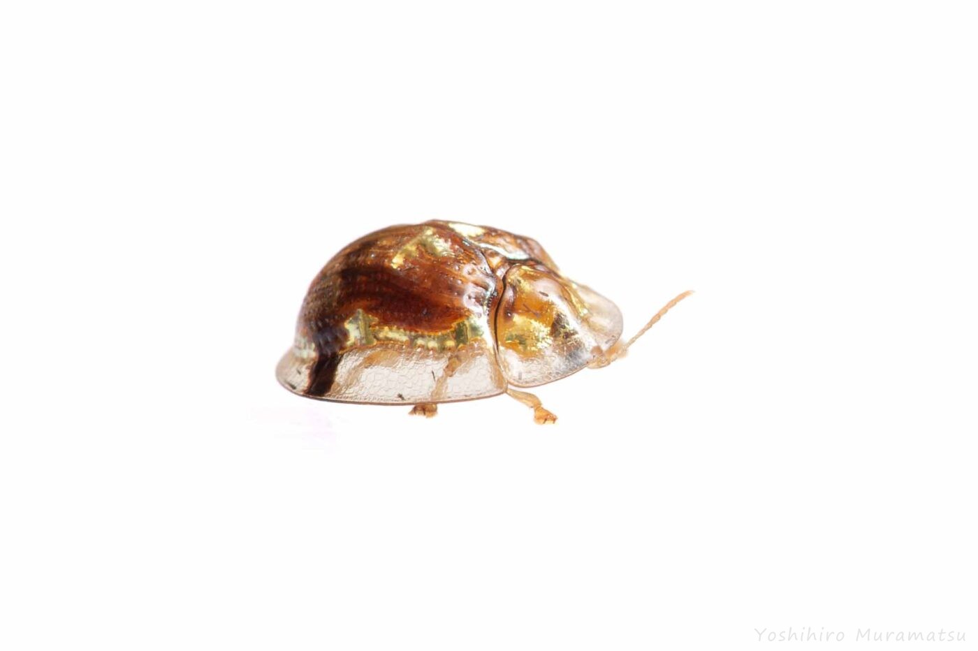 セモンジンガサハムシの写真