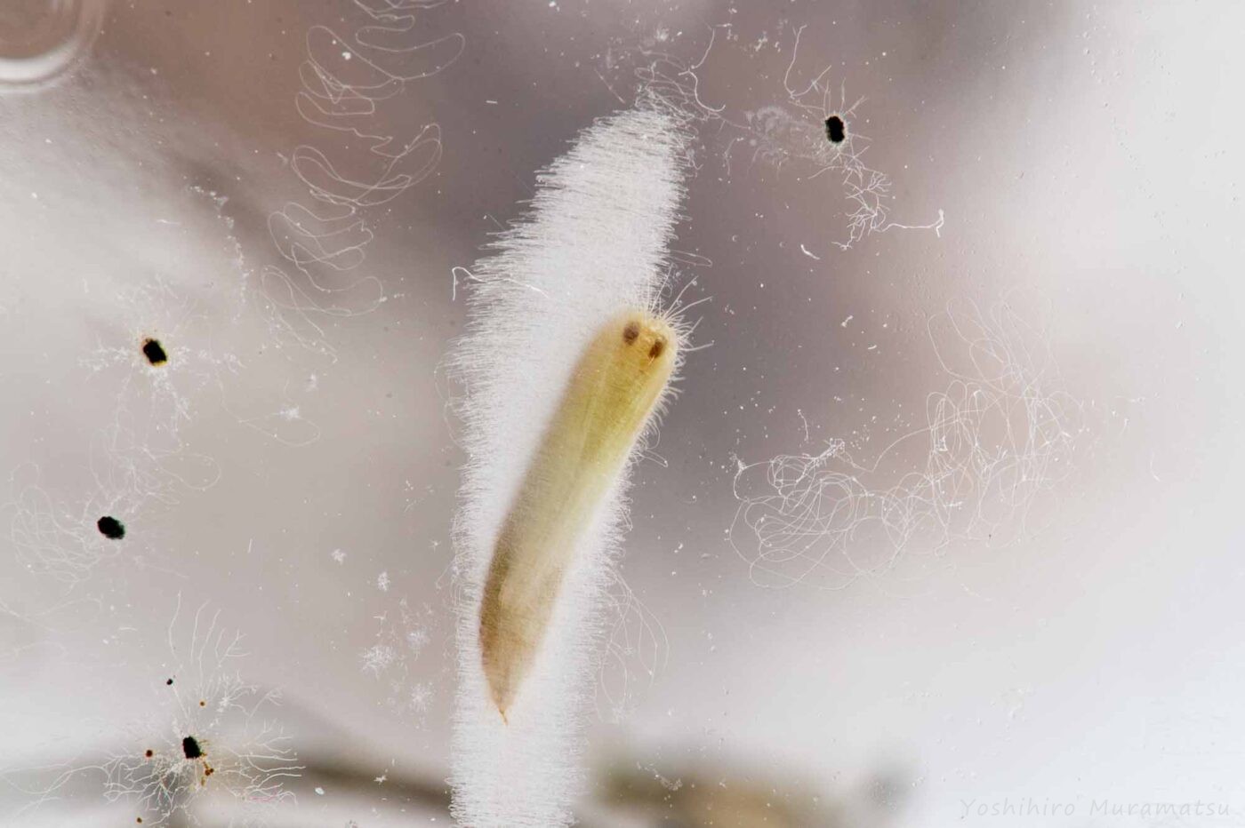 ヒルガオトリバの写真