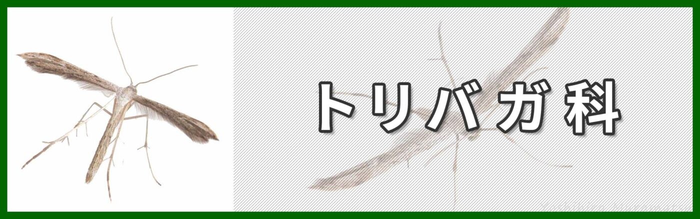 トリバガ科バナー画像