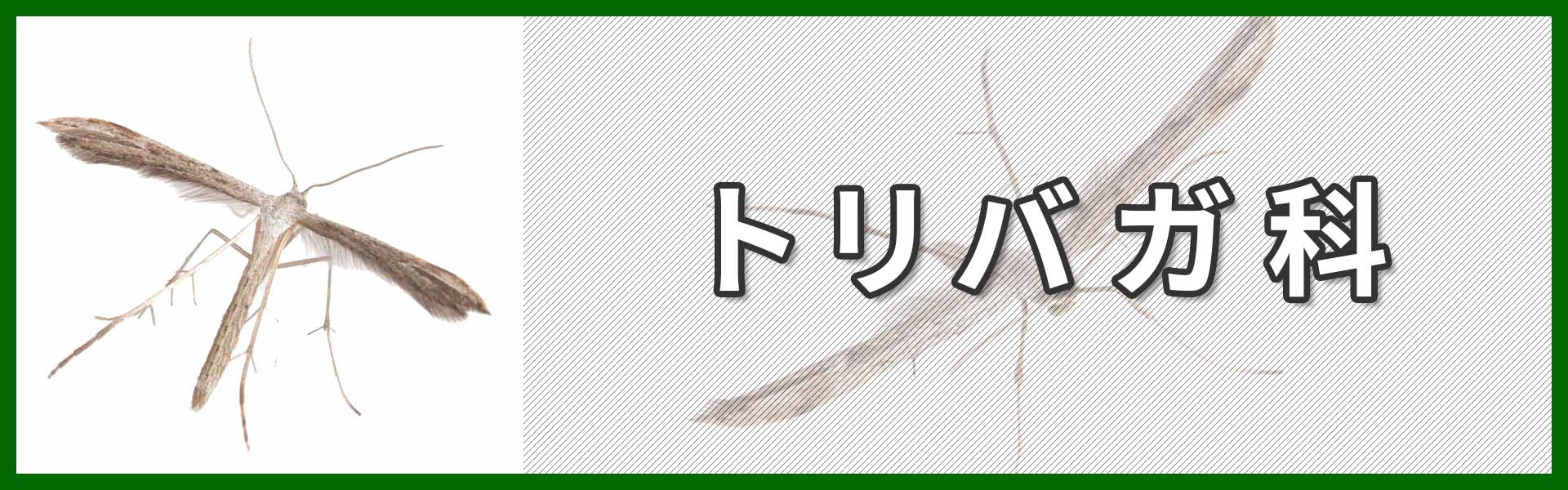 トリバガ科バナー画像