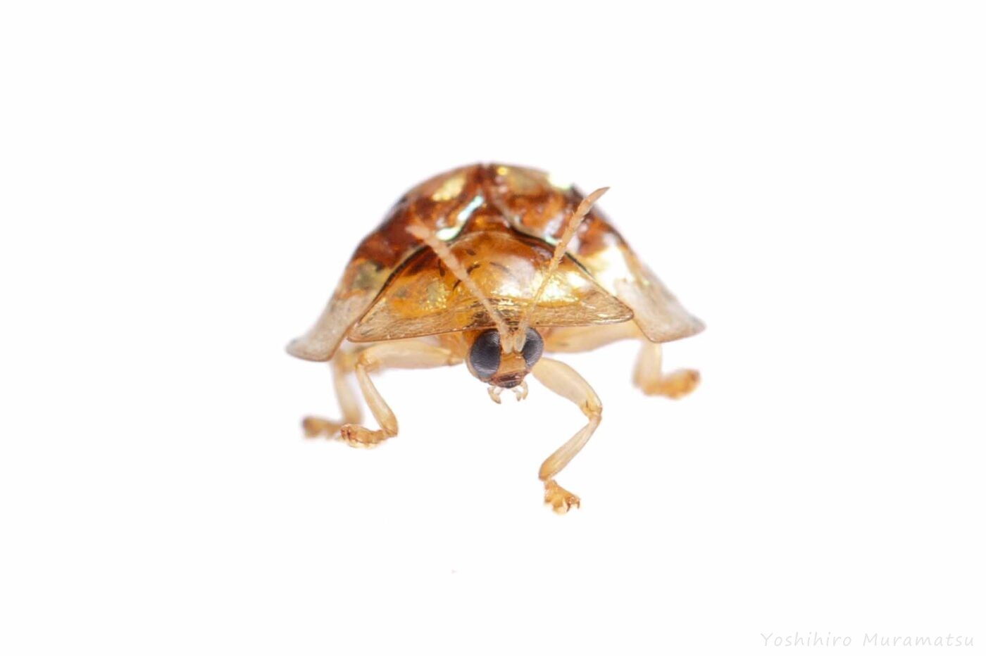 セモンジンガサハムシの写真