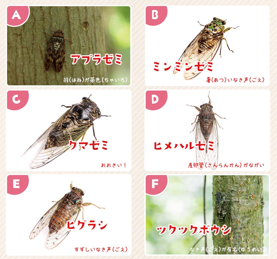 60号クイズ解答画像