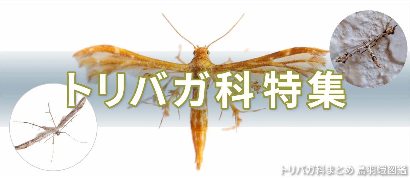 トリバガ科特集バナー画像