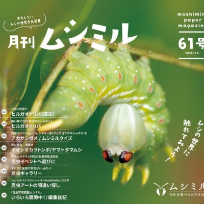 月刊ムシミル61号アイキャッチ画像