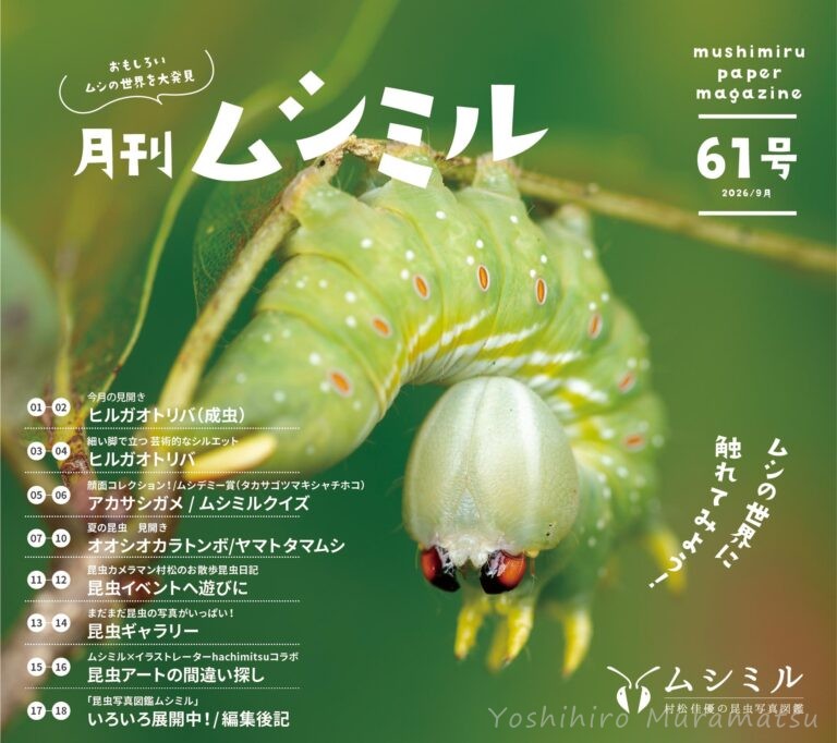 月刊ムシミル61号アイキャッチ画像