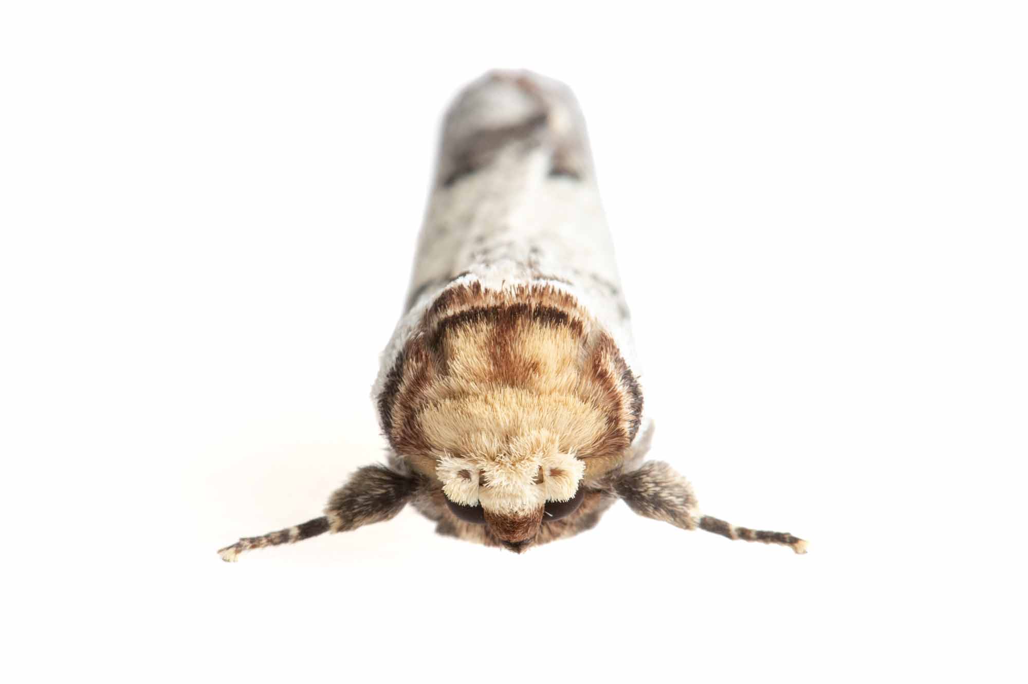 タカサゴツマキシャチホコの写真