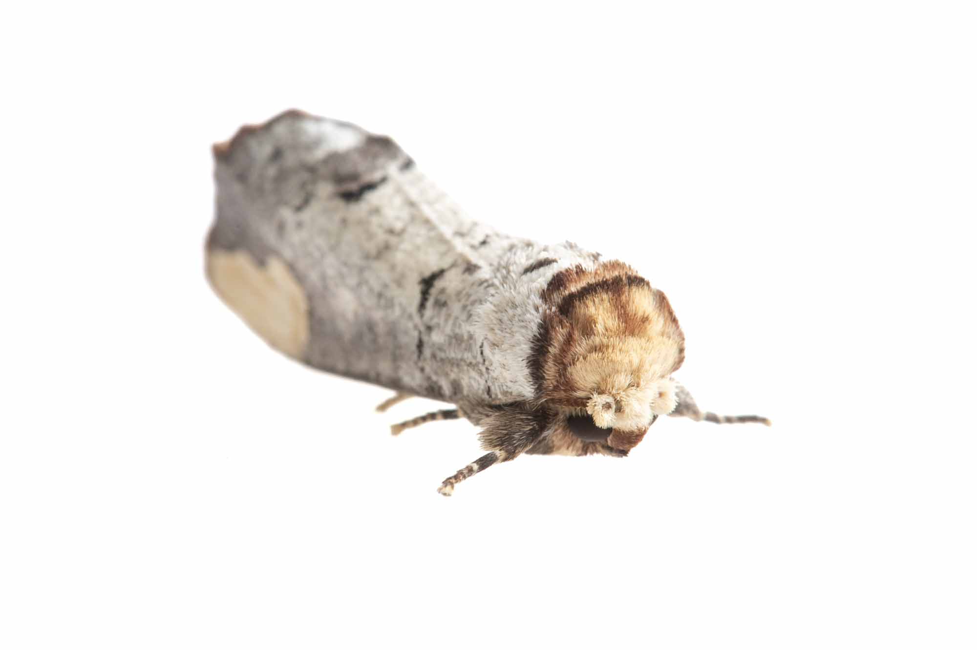 タカサゴツマキシャチホコの写真