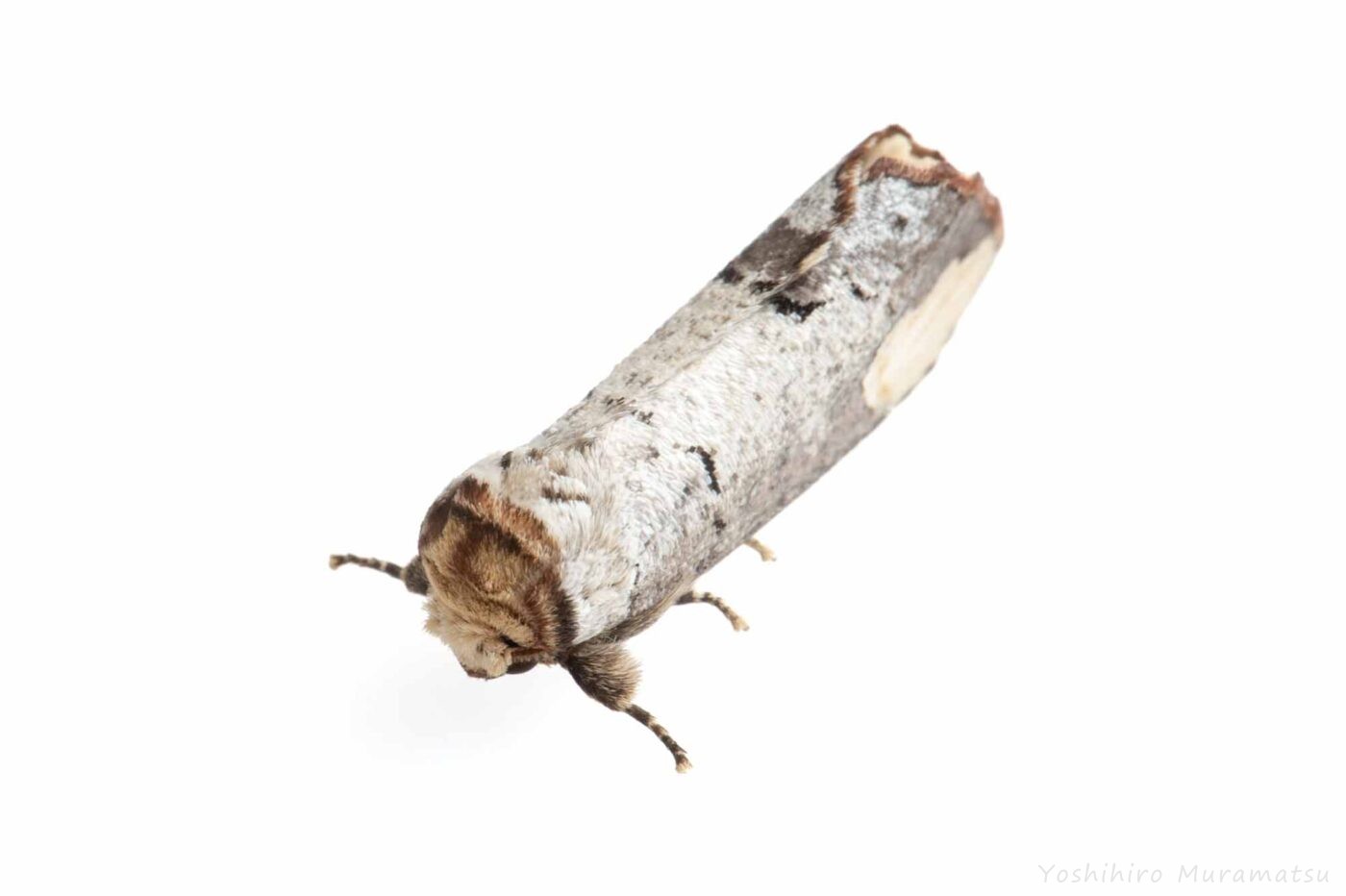 タカサゴツマキシャチホコの写真