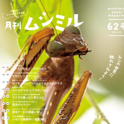 月刊ムシミル62号アイキャッチ画像