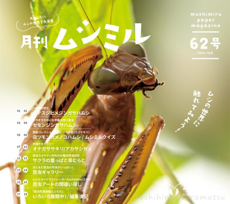 月刊ムシミル62号アイキャッチ画像